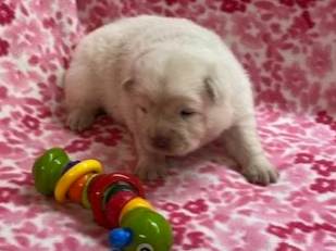 Aspen .. Available