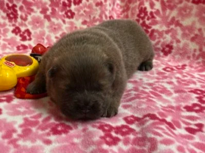 Maple .. Available