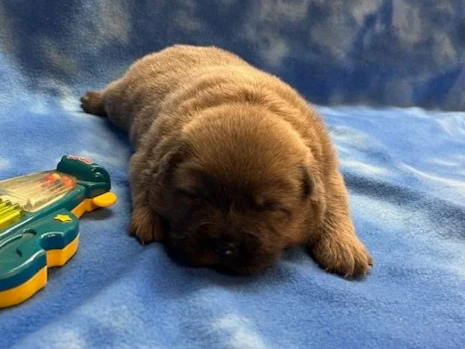 Hunter .. Available