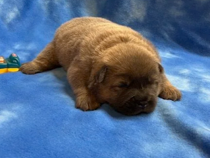 Hunter .. Available