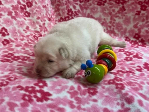 Aspen .. Available