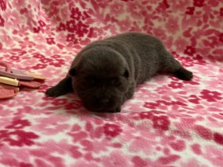 Belle .. Available