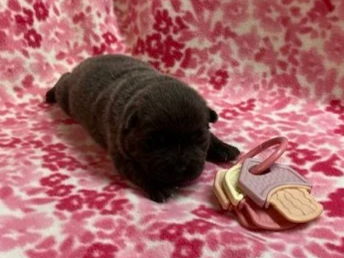 Belle .. Available