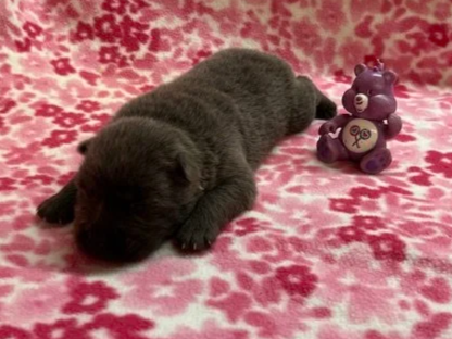 Berrie .. Available