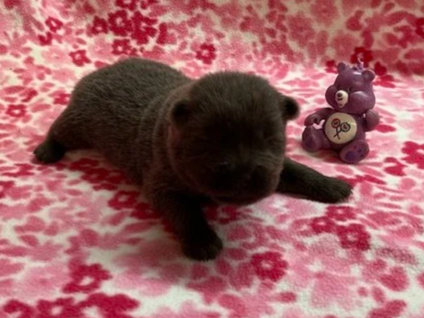 Berrie .. Available