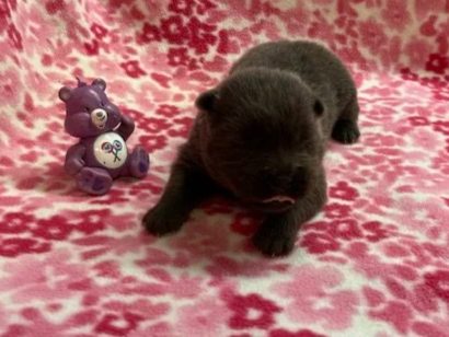 Berrie .. Available