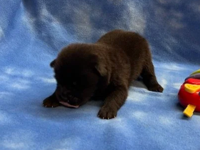 Storm .. Available