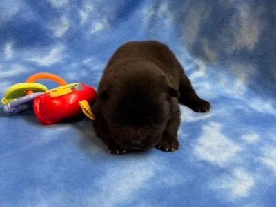Storm .. Available