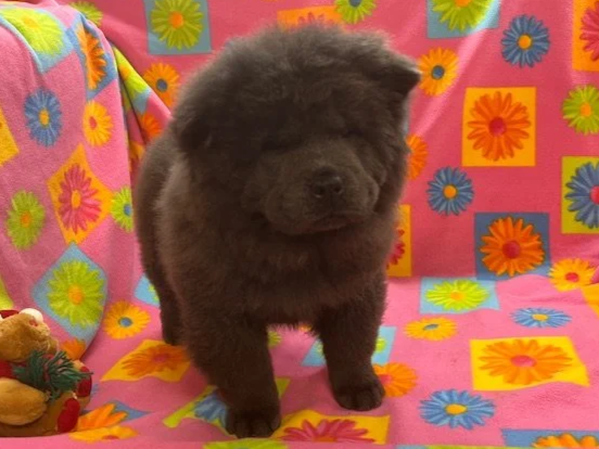 Belle .. Sold going to PA