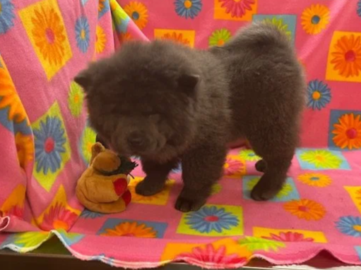 Belle .. Sold going to PA