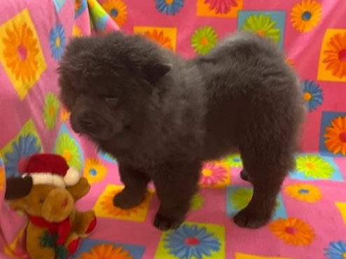 Belle .. Sold going to PA