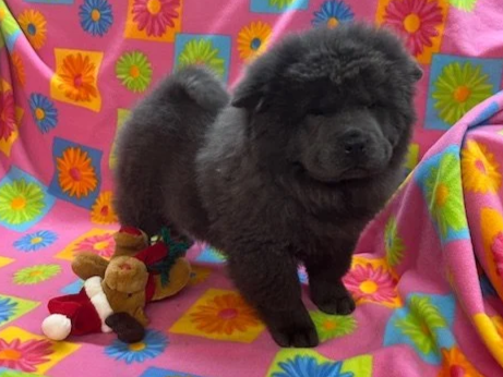 Belle .. Sold going to PA