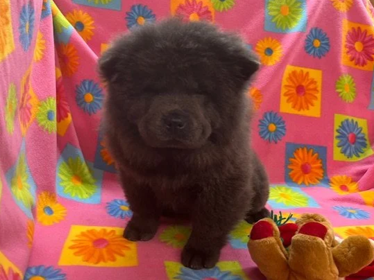 Belle .. Sold going to PA