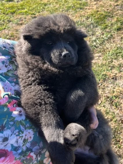 Bluey ....sold going to WI