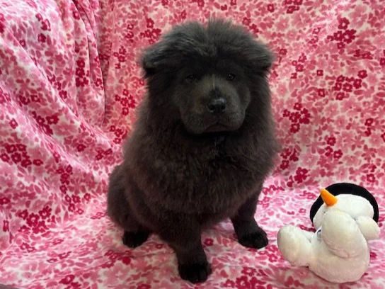 Bluey ....sold going to WI