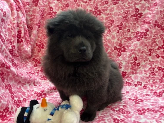 Bluey ....sold going to WI