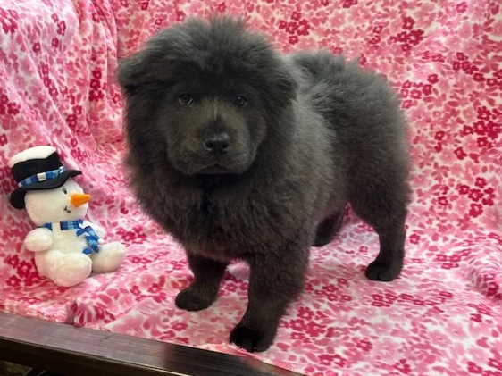 Bluey ....sold going to WI