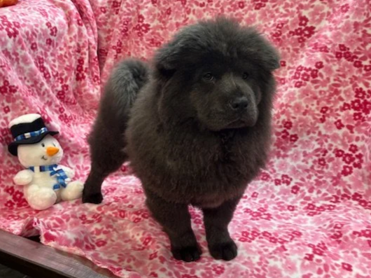 Bluey ....sold going to WI