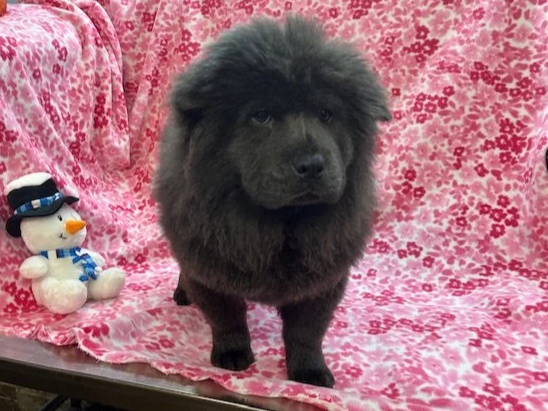 Bluey ....sold going to WI