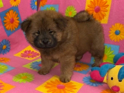 Brandy, Red female .. Available