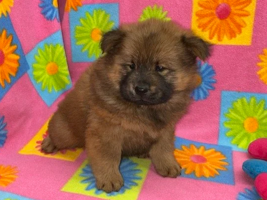 Brandy, Red female .. Available