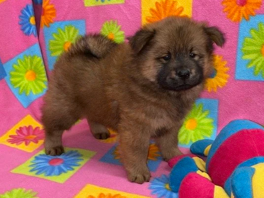 Brandy, Red female .. Available