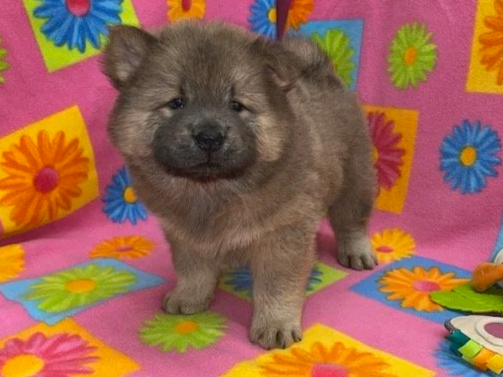 Buffy, Sold going to Maine