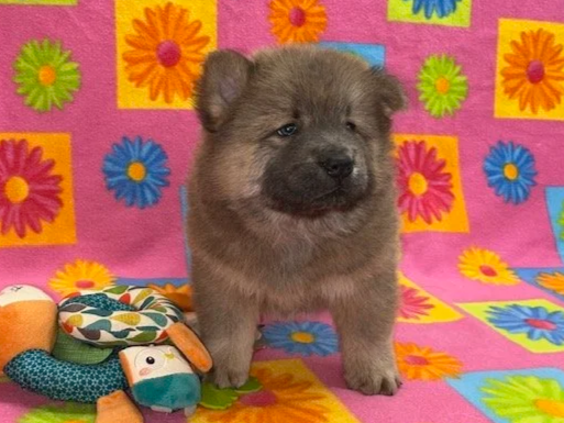 Buffy, Sold going to Maine