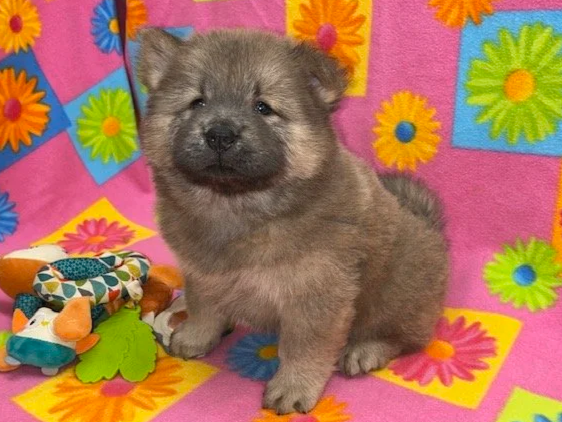 Buffy, Sold going to Maine