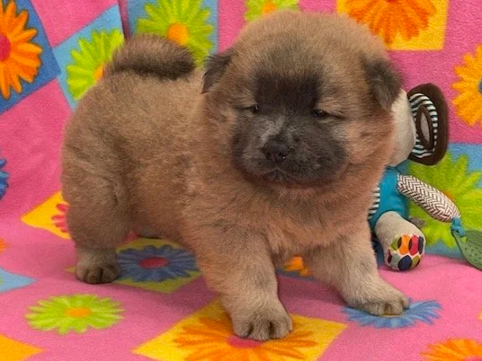 Tilly .. Cinnamon female, Available