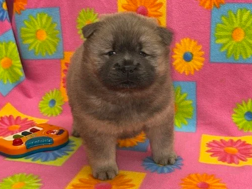 Ava.. Cinnamon female, Available