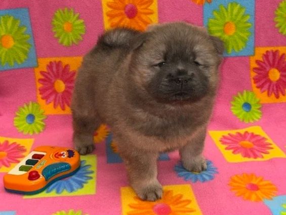 Ava.. Cinnamon female, Available