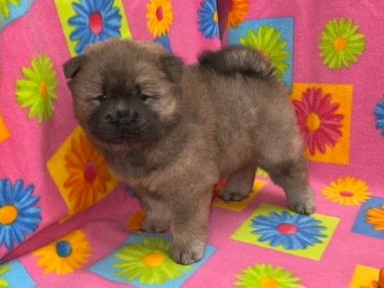 Ava.. Cinnamon female, Available