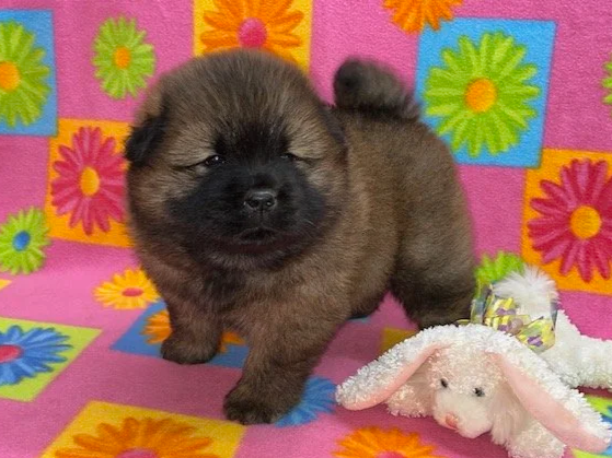 Annie.. Red female, Available