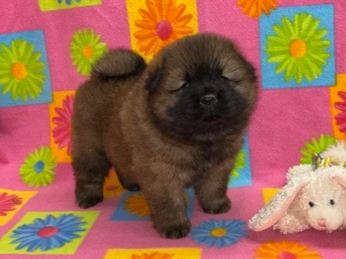 Annie.. Red female, Available