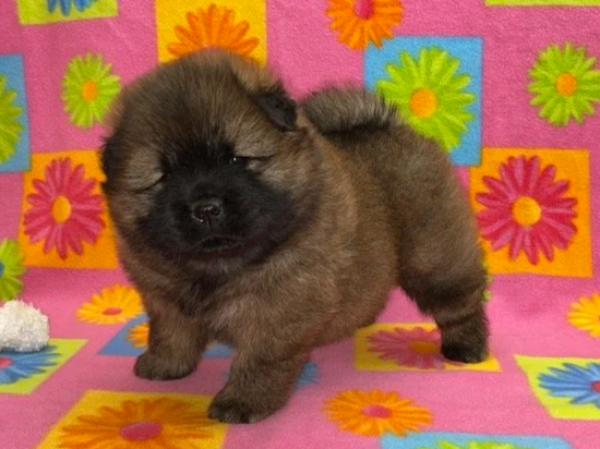 Annie.. Red female, Available