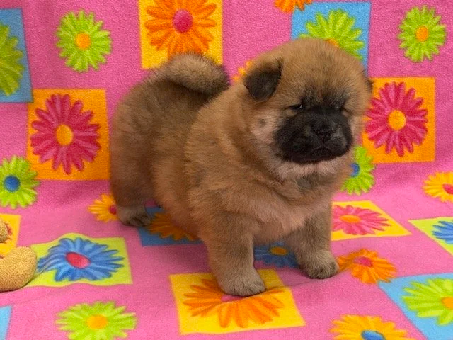 Ivy.. Red female, Available