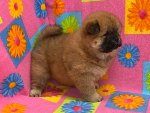 Ivy.. Red female, Available