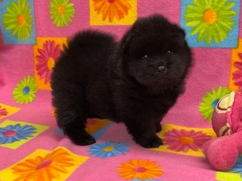 Onyx .. Sold, going to Maryland