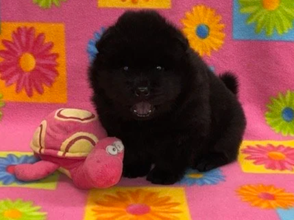 Onyx .. Sold, going to Maryland