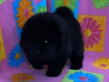 Onyx .. Sold, going to Maryland