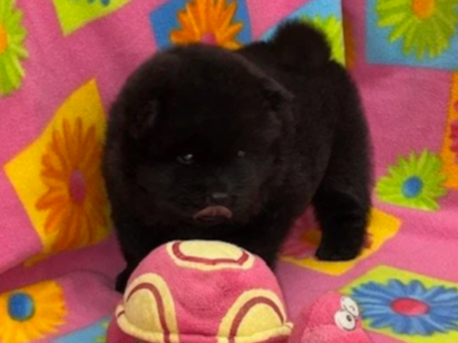 Onyx .. Sold, going to Maryland