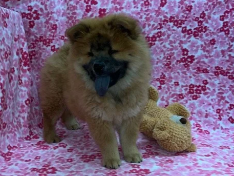 Tessa, Red female, Available