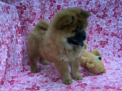 Tessa, Red female, Available