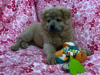 Tilly .. Cinnamon female, Available