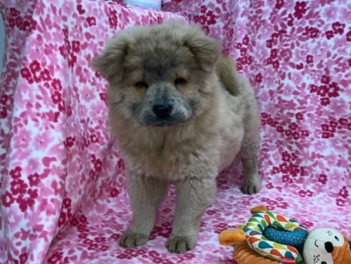 Tilly .. Cinnamon female, Available
