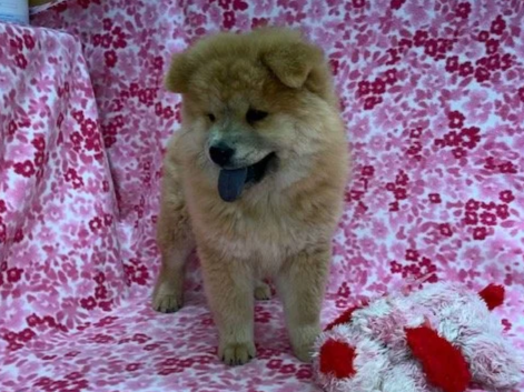 Taffy .. Red female, Available