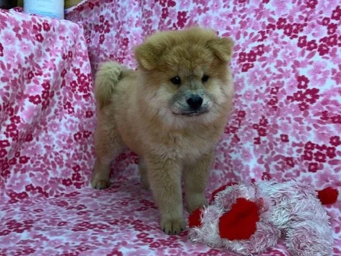 Taffy .. Red female, Available