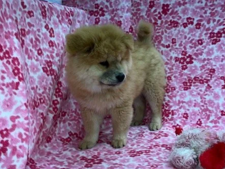 Taffy .. Red female, Available