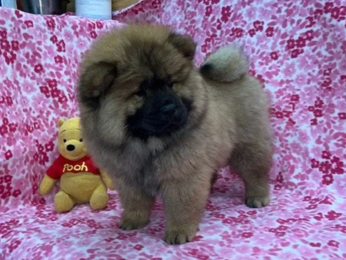 Annie.. Red female, Available